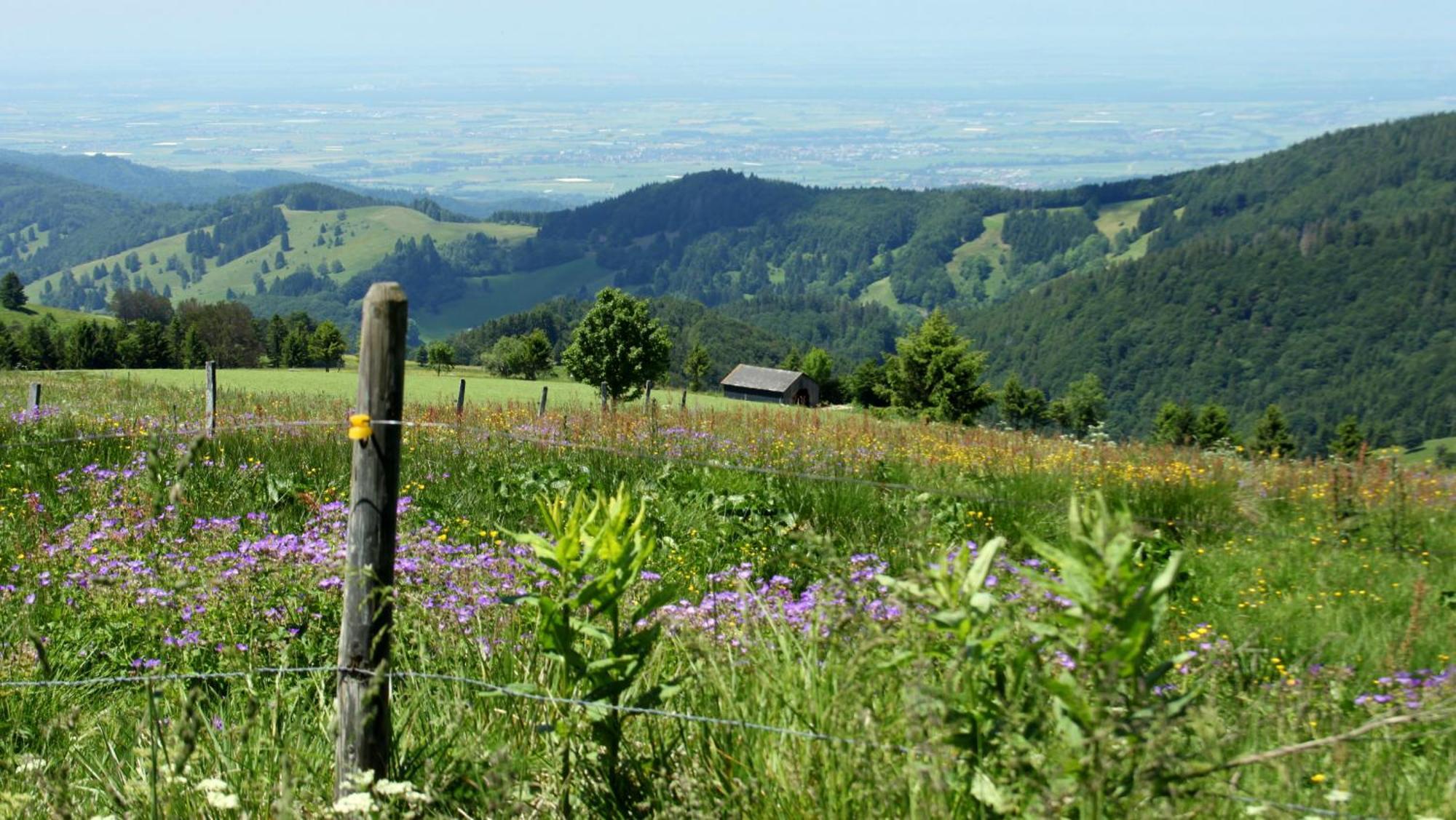 View House, Schauinsland, Black Forest 뮌스테르탈 외부 사진